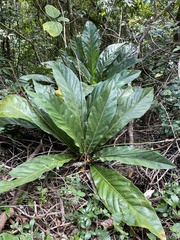 Anthurium crenatum