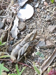 Dracotettix monstrosus