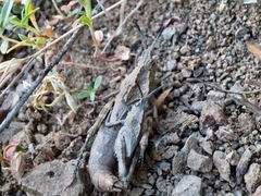 Dracotettix monstrosus