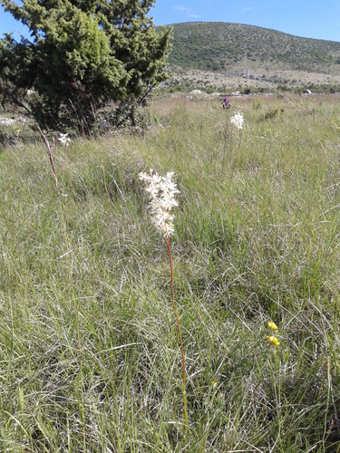 Gomoljasta končara (Filipendula vulgaris)