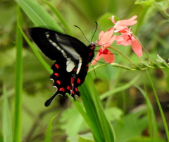 Parides agavus