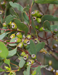 Eucalyptus angulosa