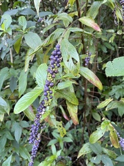 Gonzalagunia hirsuta