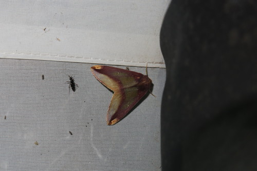 Bassania foingi