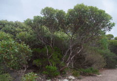 Eucalyptus angulosa