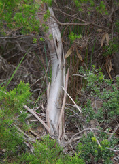 Eucalyptus angulosa