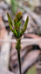 Cryptostylis leptochila