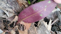 Cryptostylis leptochila