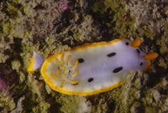Chromodoris orientalis
