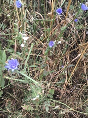 Cichorium pumilum