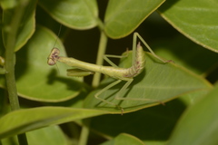 Parastagmatoptera