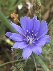 Cichorium pumilum