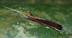Roeslerstammiidae