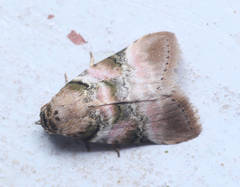 Gyrtothripa variegata