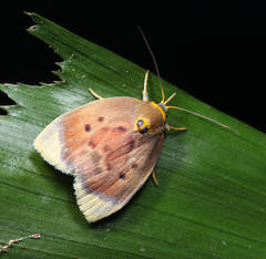 Ballatha aurata