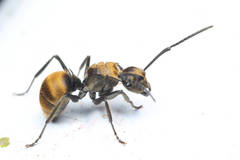 Polyrhachis vigilans