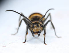 Polyrhachis vigilans