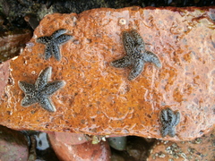 Anasterias antarctica