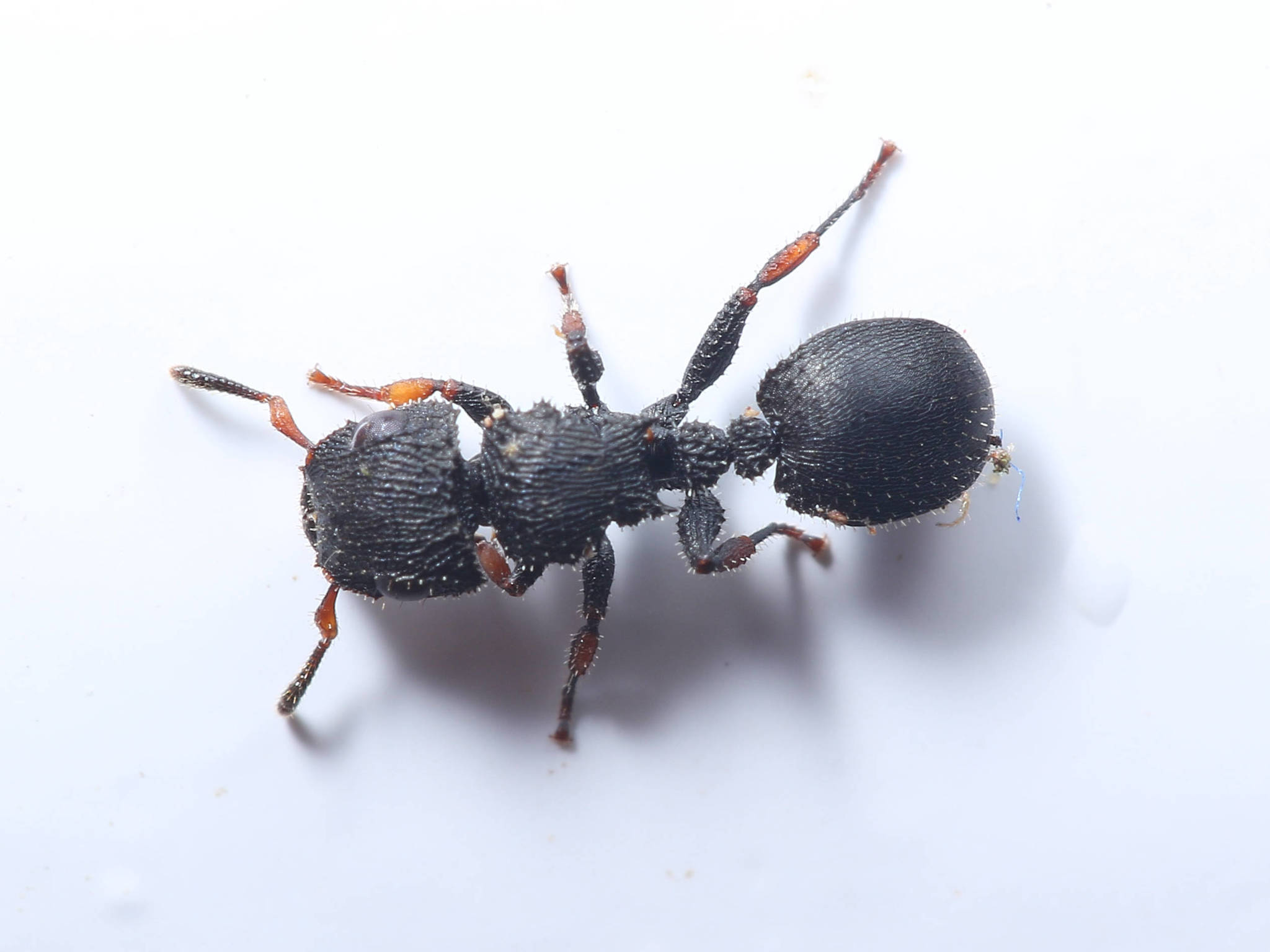 Cataulacus marginatus