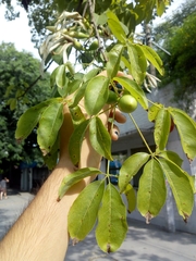 Ceiba chodatii