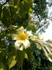 Ceiba chodatii