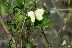Abaeis deva