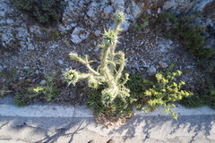 Onopordum majorii