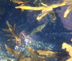 Notolabrus celidotus