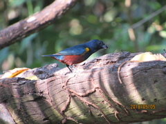 Euphonia pectoralis