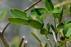 Abaeis deva