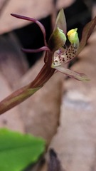 Chiloglottis seminuda