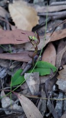 Chiloglottis seminuda