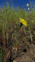 Microseris douglasii
