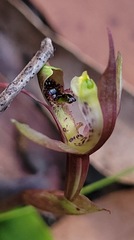 Chiloglottis seminuda