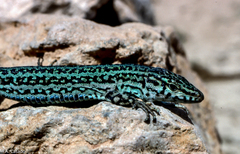 Podarcis pityusensis