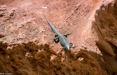 Podarcis pityusensis