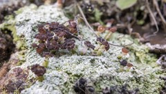 Baeomyces placophyllus