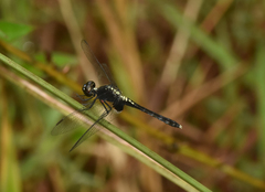 Erythrodiplax basalis