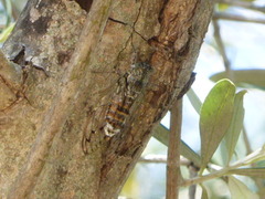 Cicada cretensis