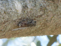 Cicada cretensis