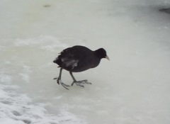 Fulica atra