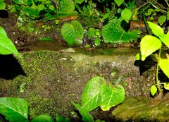 Streptocarpus confusus