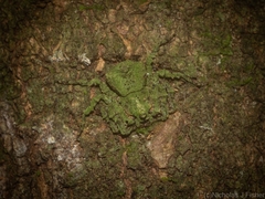 Stephanopis carcinoides