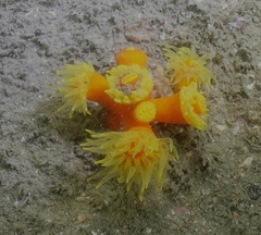 Dendrophyllia arbuscula