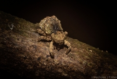 Tychreus sellatus