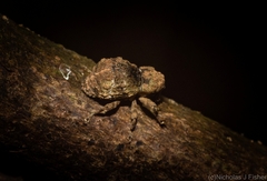 Tychreus sellatus