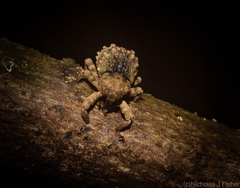 Tychreus sellatus