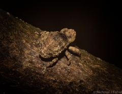 Tychreus sellatus