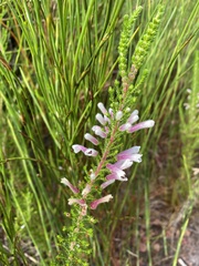 Erica perspicua
