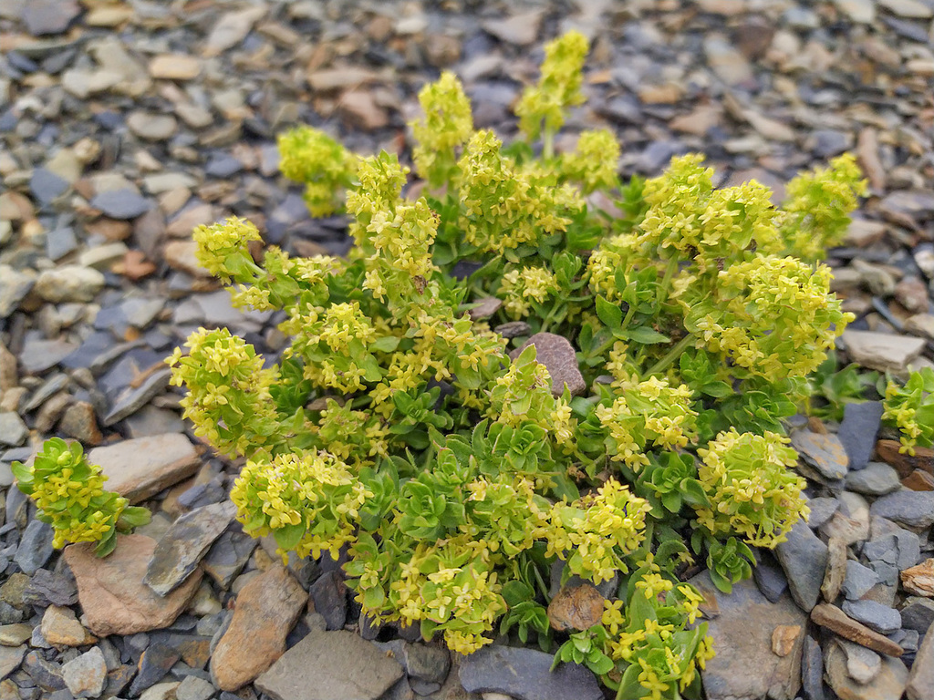 Cruciata valentinae
